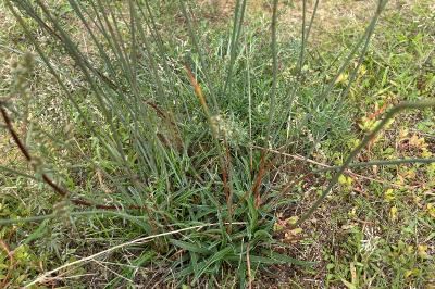<i>Armeria arenaria</i>