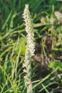 <i>Spiranthes spiralis</i>