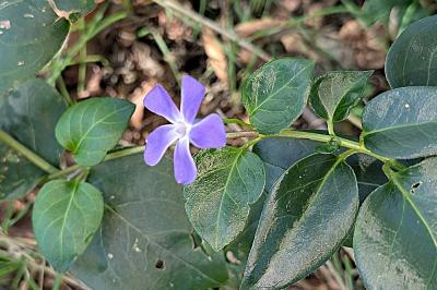 <i>Vinca minor</i>