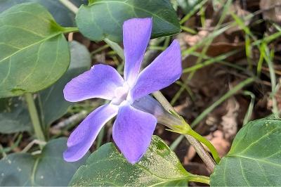 <i>Vinca minor</i>