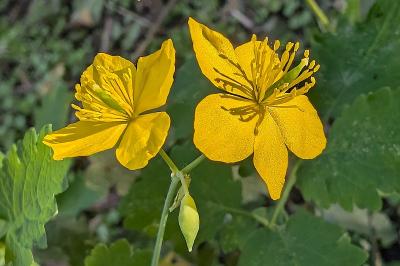<i>Chelidonium majus</i>