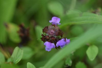 <i>Prunella vulgaris</i>