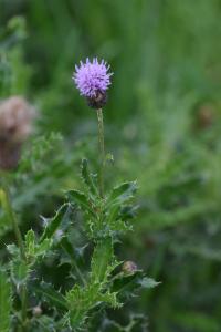 <i>Cirsium arvense</i>