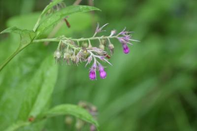 <i>Symphytum officinale</i>