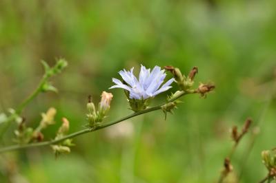 <i>Cichorium intybus</i>