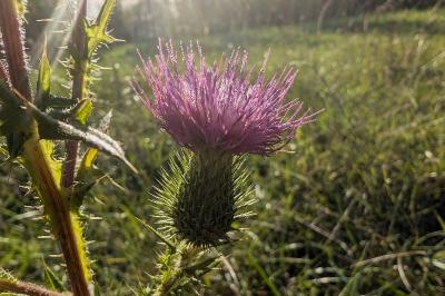 <i>Cirsium vulgare</i>