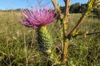 <i>Cirsium vulgare</i>