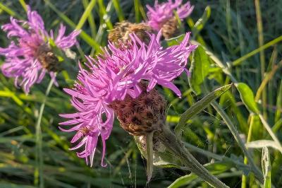 <i>Centaurea jacea</i>