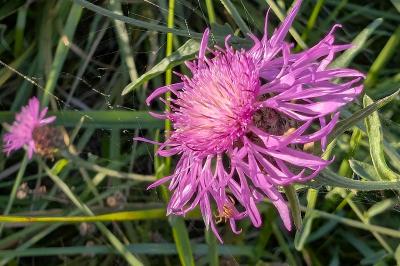 <i>Centaurea jacea</i>