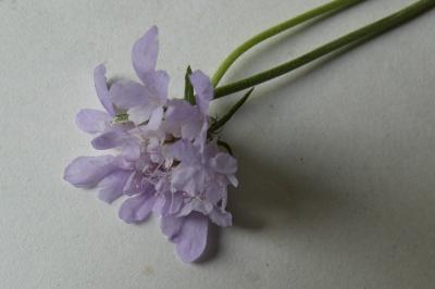 <i>Scabiosa columbaria</i>