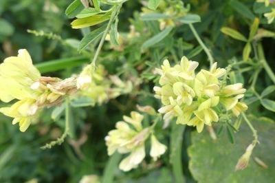 <i>Medicago sativa</i>