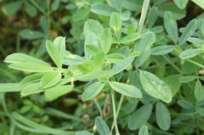 <i>Medicago sativa</i>