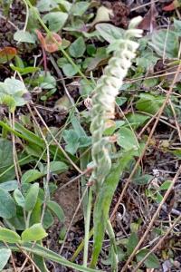 <i>Spiranthes spiralis</i>