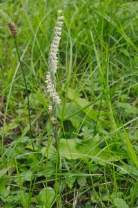 <i>Spiranthes spiralis</i>