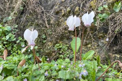 <i>Cyclamen hederifolium</i>