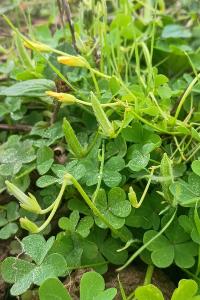 <i>Oxalis dillenii</i>
