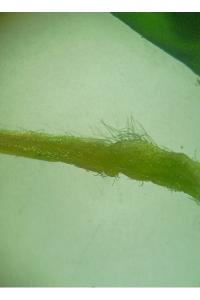 <i>Oxalis dillenii</i>