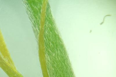 <i>Oxalis dillenii</i>