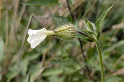 <i>Silene latifolia</i>