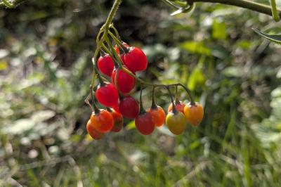 <i>Solanum dulcamara</i>