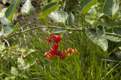 <i>Solanum dulcamara</i>