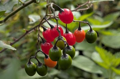 <i>Solanum dulcamara</i>