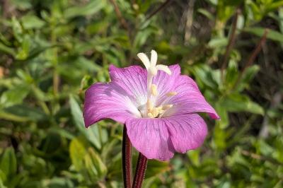 <i>Epilobium hirsutum</i>