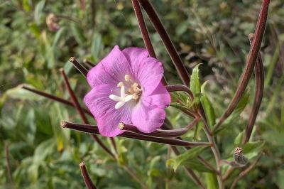 <i>Epilobium hirsutum</i>