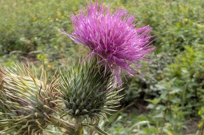 <i>Cirsium vulgare</i>