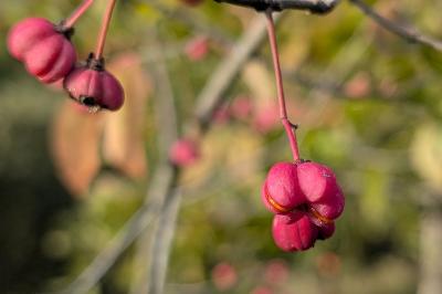 <i>Euonymus europaeus</i>