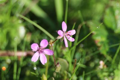 <i>Erodium cicutarium</i>