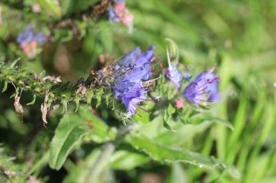 <i>Echium vulgare</i>