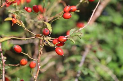 <i>Rosa canina</i>