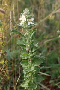 <i>Verbascum lychnitis</i>