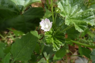 <i>Malva neglecta</i>