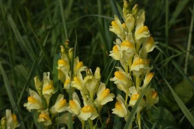 <i>Linaria vulgaris</i>