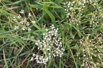 <i>Falcaria vulgaris</i>