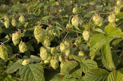<i>Humulus lupulus</i>