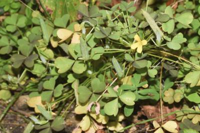 <i>Oxalis stricta</i>