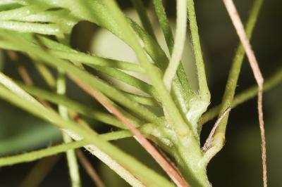 <i>Oxalis stricta</i>