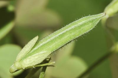 <i>Oxalis stricta</i>