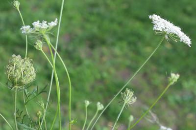 <i>Daucus carota</i>