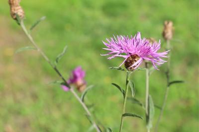 <i>Centaurea jacea</i>