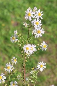<i>Symphyotrichum lanceolatum</i>