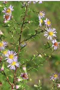 <i>Symphyotrichum lanceolatum</i>