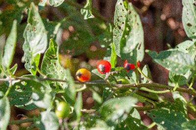 <i>Solanum dulcamara</i>