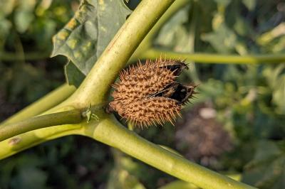 <i>Datura stramonium</i>