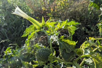 <i>Datura stramonium</i>