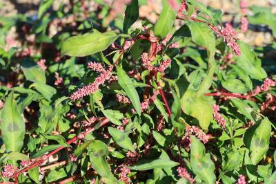 <i>Persicaria maculosa</i>
