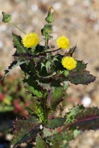 <i>Sonchus asper subsp. asper</i>